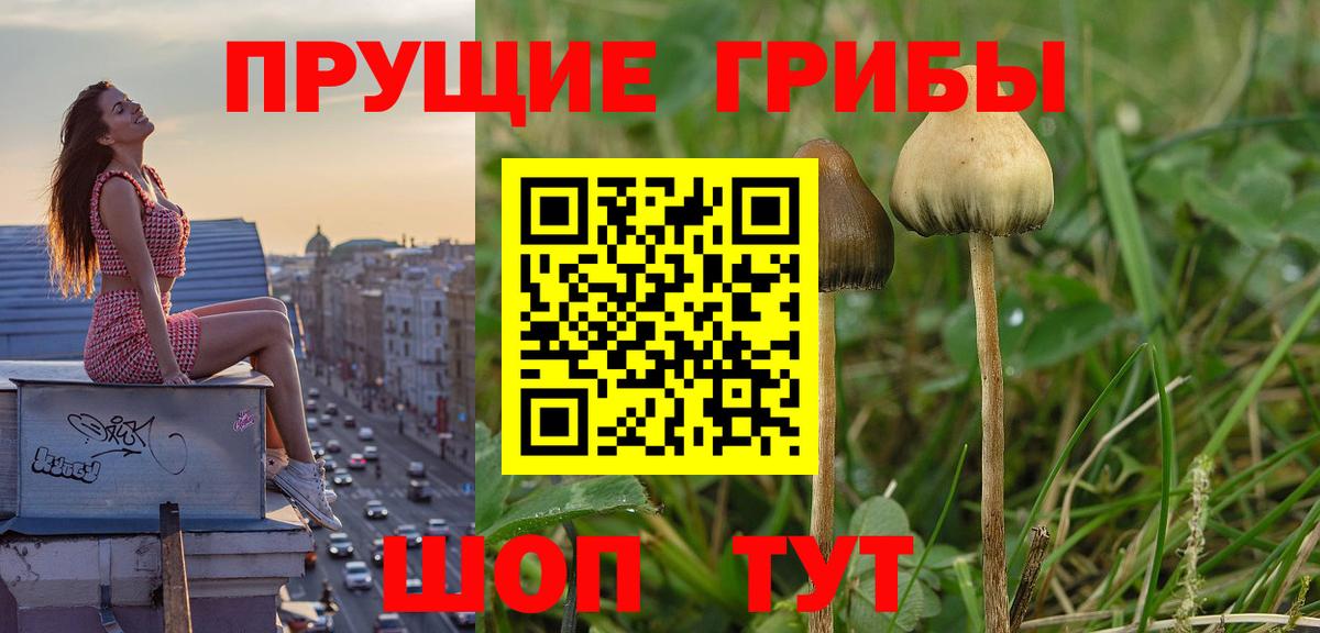 Галлюциногенные грибы мицелий Моздок